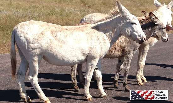 A very tame, but wild, burro in the road at Custer State Park