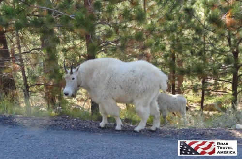 Mountain goats seen along the road in Custer State Park