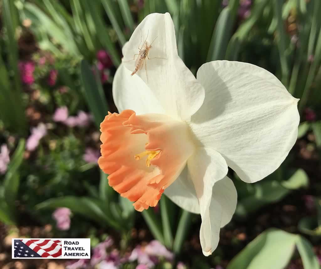 A delicate white Daffodil at the Dallas Arboretum