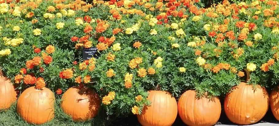 Pumpkins and orange & yellow marigolds at the Dallas Arboretum in the Fall