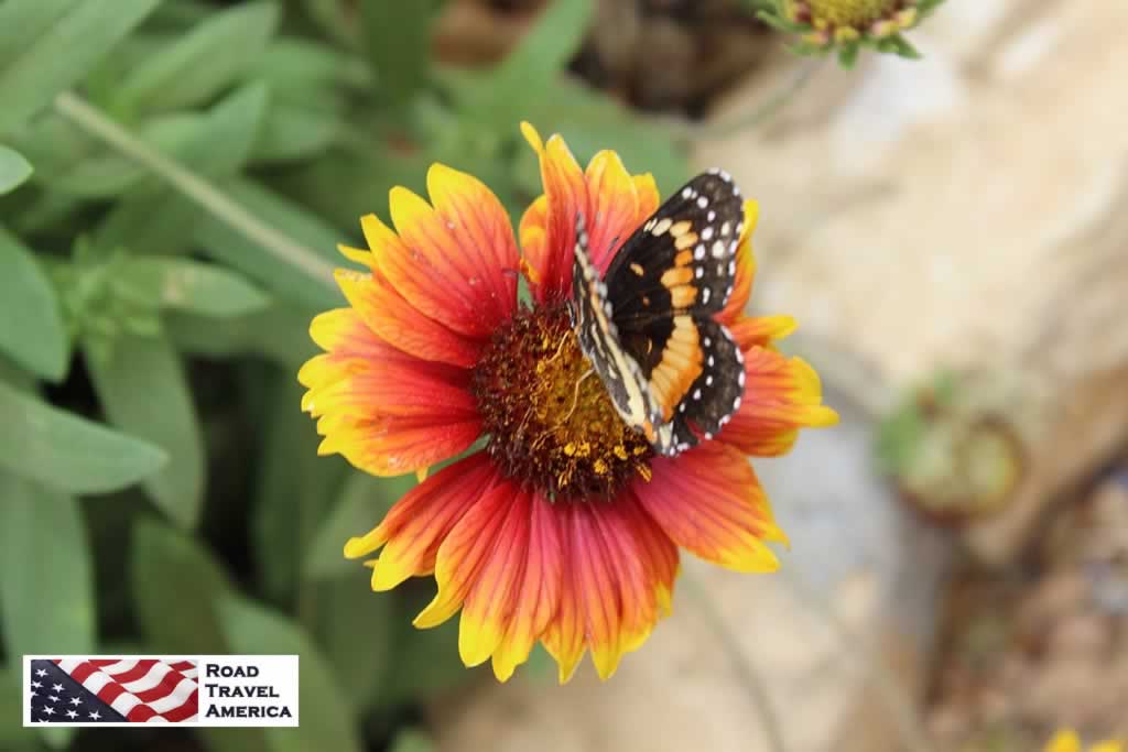 Wildflowers, and butterflies, are plentiful at the Lady Bird Johnson Wildflower Center!