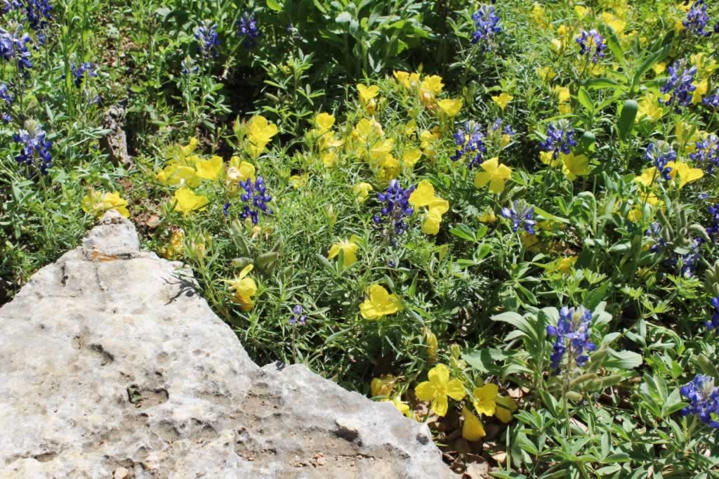 Texas Bluebonnets and more ... at the Lady Bird Johnson Wildflower Center in Austin