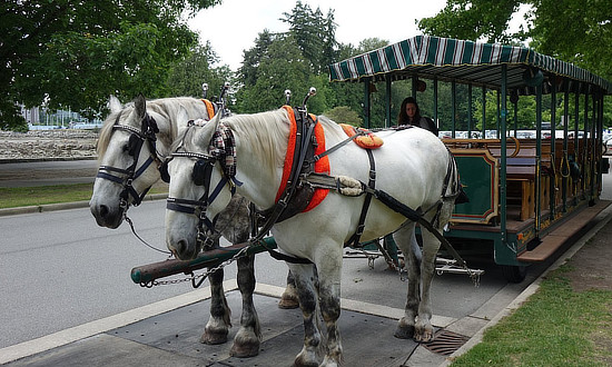 Stanley Park Horse-Drawn Carriage tours in Vanouver