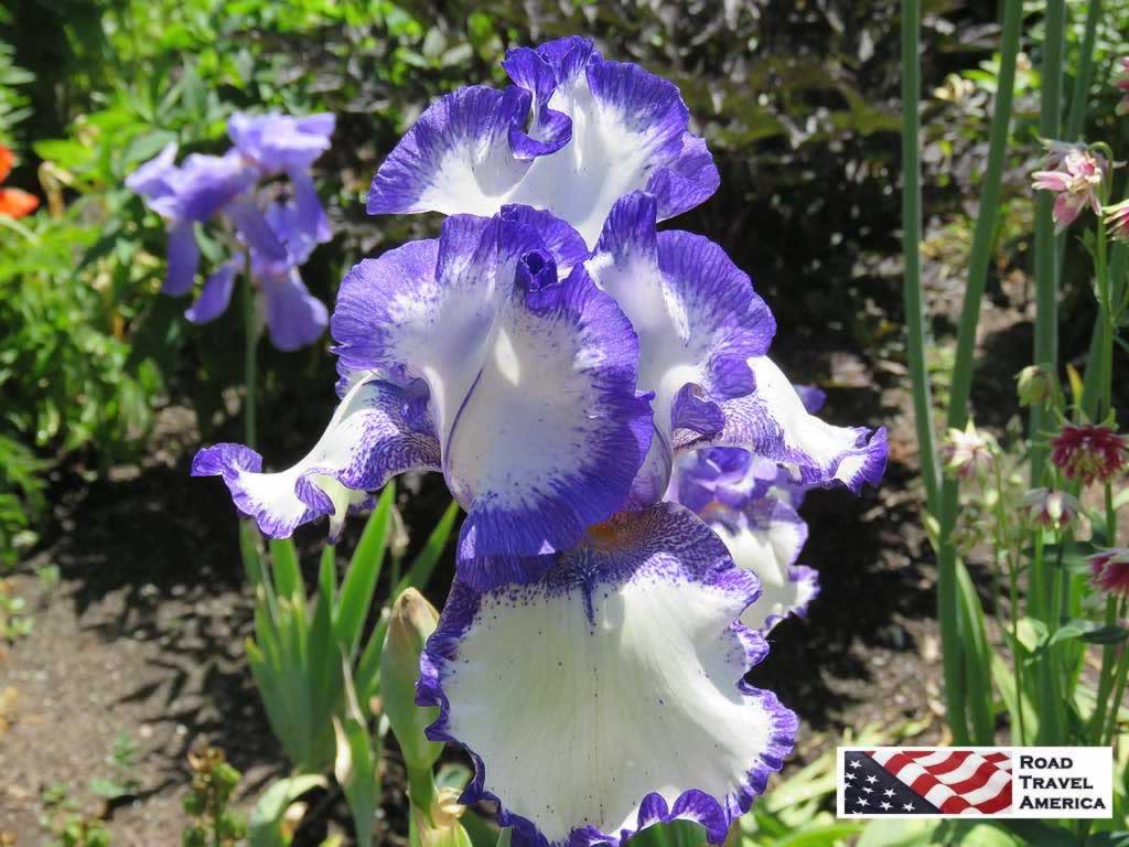 Purple and white Iris blooms at The Butchart Gardens
