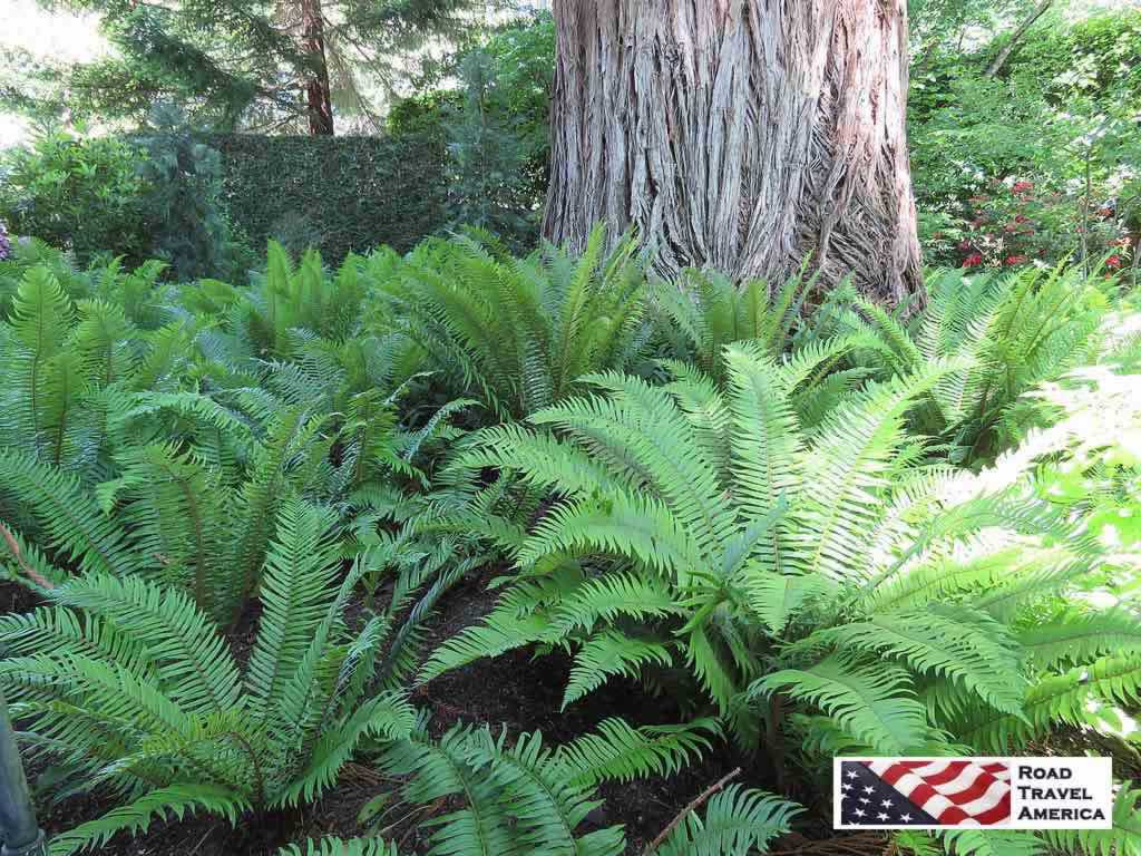 Huge ferns in the shade at Butchart Gardens