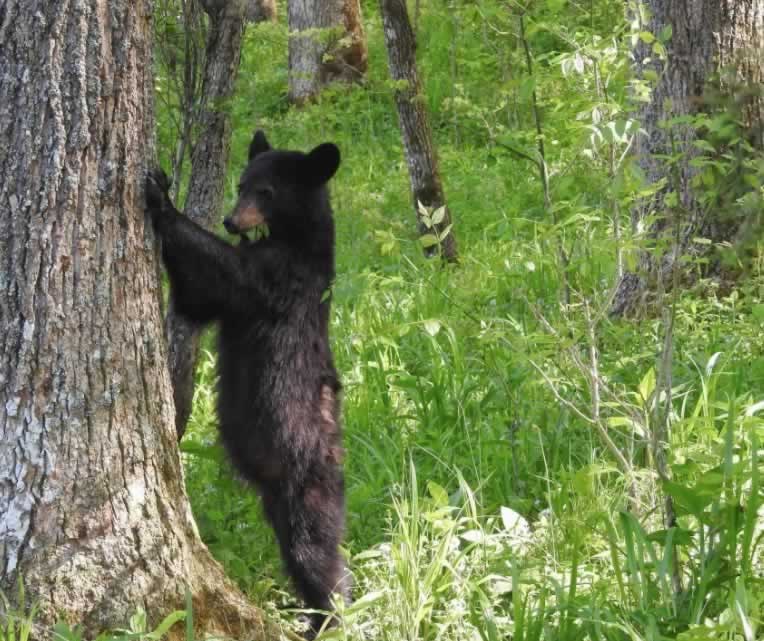 A black bear sighting, common in Shenandoah National Park in Virginia