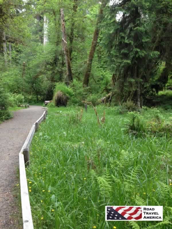 One of the many walkways and trails in Olympic National Park