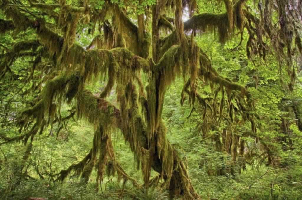 One of the most popular destinations in Olympic National Park... the Hoh Rainforest