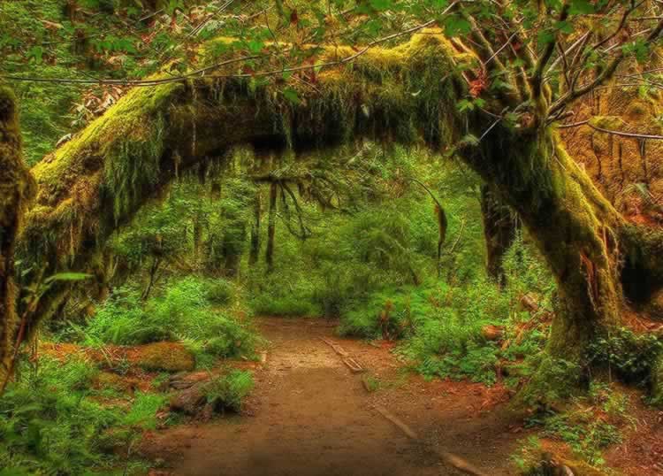 Extreme vegetation inside the rain forest at Olympic National Park