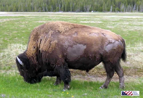 Bison grazing alone after the spring thaw at Yellowstone National Park