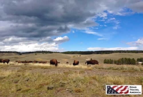 Dozens of bison grazing on the grasslands at Yellowstone National Park