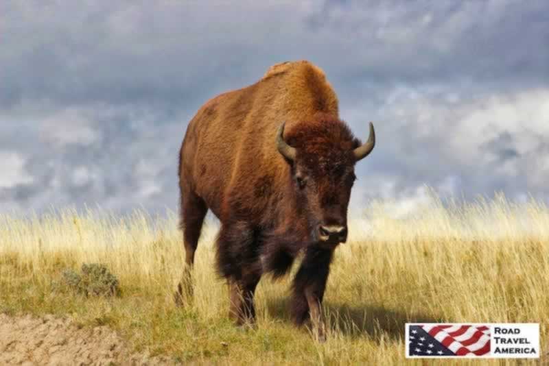 A beautiful bison at full speed in Yellowstone National Park